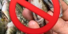 غلق 70% من محلات الأسماك في بورسعيد بسبب «خليها تعفن»