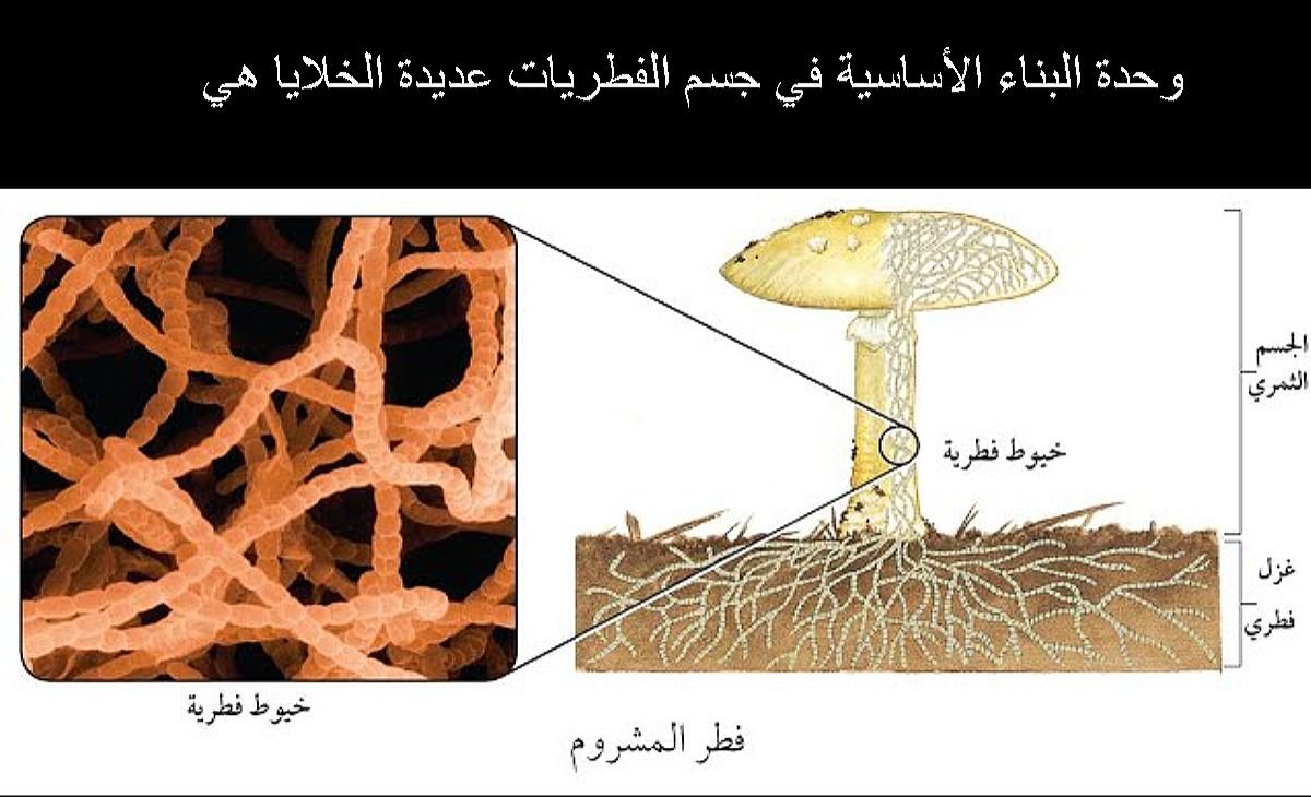 وحدة البناء الأساسية في جسم الفطريات عديدة الخلايا هي