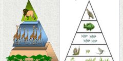 عندما نرى شكلا يوضح كمية الطاقة في كل مستوى فهو يدل على