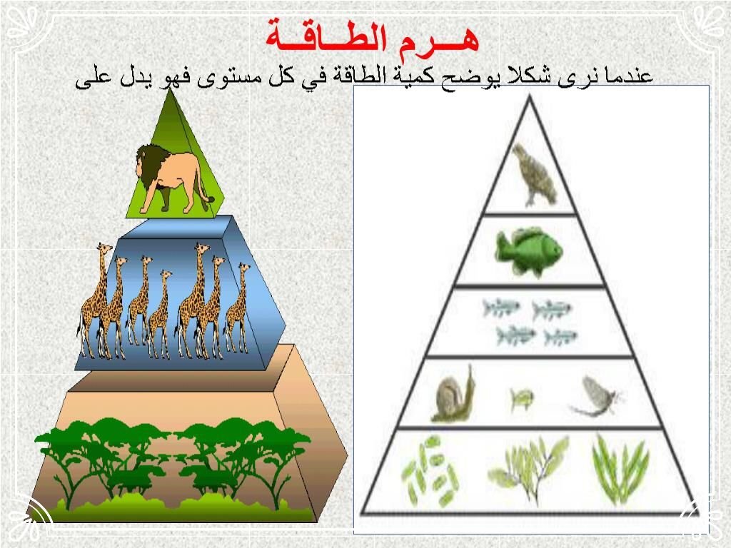 عندما نرى شكلا يوضح كمية الطاقة في كل مستوى فهو يدل على