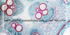 الخلايا البرنشيمية parenchyma cells خلايا رقيقة الجدران