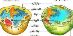 أي من خلايا النبات التالية تفقد السيتوبلازم والنواة والمكونات الحية الأخرى عند بلوغها؟