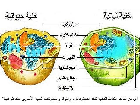 أي من خلايا النبات التالية تفقد السيتوبلازم والنواة والمكونات الحية الأخرى عند بلوغها؟