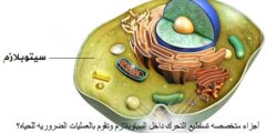 أجزاء متخصصه تستطيع التحرك داخل السيتوبلازم وتقوم بالعمليات الضروريه للحياه؟