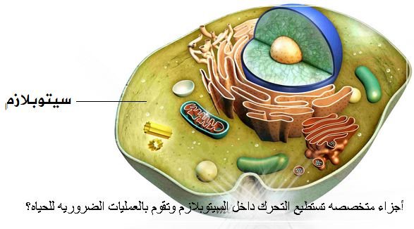 أجزاء متخصصه تستطيع التحرك داخل السيتوبلازم وتقوم بالعمليات الضروريه للحياه؟