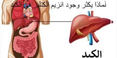 لماذا يكثر وجود انزيم الكتليز في الكبد