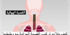 كيف يتلاءم تركيب القصبة الهوائية مع وظيفتها