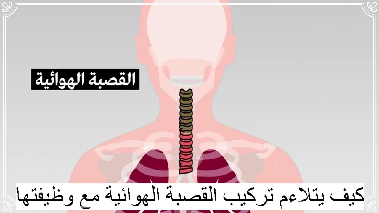 كيف يتلاءم تركيب القصبة الهوائية مع وظيفتها