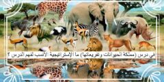 في درس (مملكة الحيوانات وتفريعاتها) ما الإستراتيجية الأنسب لفهم الدرس ؟