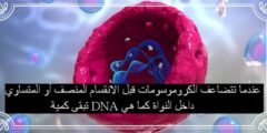 عندما تتضاعف الكروموسومات قبل الانقسام المنصف أو المتساوي تبقى كمية dna داخل النواة كما هي.
