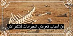 من أسباب تعرض الحيوانات للانقراض