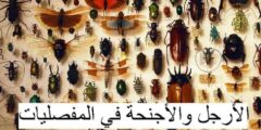 تتصل الأرجل والأجنحة في كثير من المفصليات