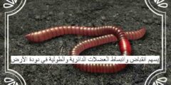 يسهم انقباض وانبساط العضلات الدائرية والطولية في دودة الأرض