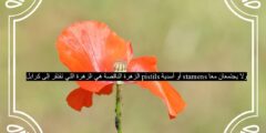 الزهرة الناقصة هي الزهرة التي تفتقر إلى كرابل pistils أو أسدية stamens ولا يجتمعان معا