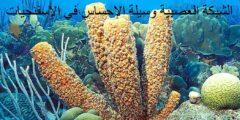 الشبكة العصبية وسيلة الإحساس في الإسفنجيات