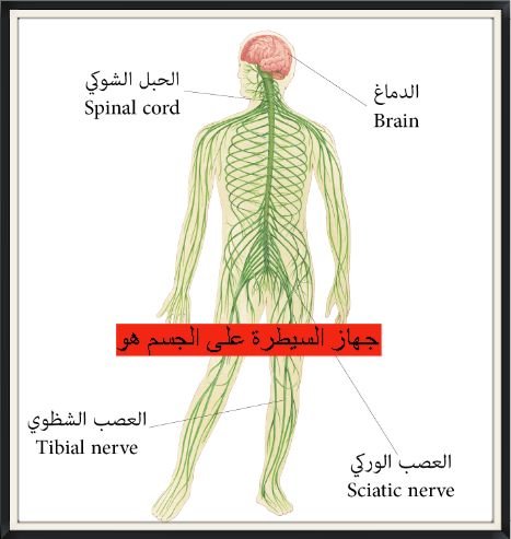 جهاز السيطرة على الجسم هو