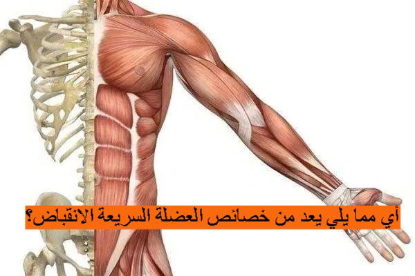أي مما يلي يعد من خصائص العضلة السريعة الانقباض؟