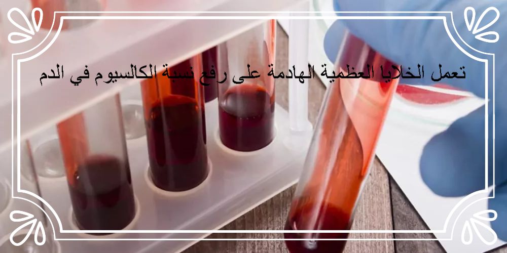تعمل الخلايا العظمية الهادمة على رفع نسبة الكالسيوم في الدم