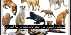 الثدييات والطيور من الحيوانات ثابتة درجة الحرارة