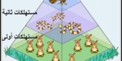 هرم الطاقه مخطط يوضح كيف تنتقل الطاقه في النظام البيئي