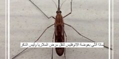 لماذا أنثى بعوضة الانوفليس تنقل مرض الملاريا وليس الذكر