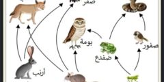 تشابك السلاسل الغذائية بعضها مع بعض يسمى الشبكة الغذائية