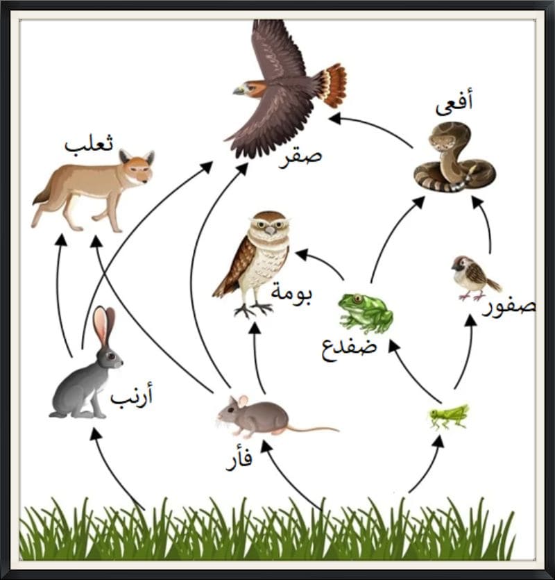 تشابك السلاسل الغذائية بعضها مع بعض يسمى الشبكة الغذائية