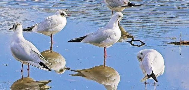 لا تستطيع الطيور أن تحافظ على درجة حرارتها صواب خطأ