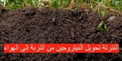النترتة تحويل النيتروجين من التربة إلى الهواء