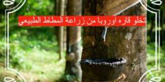 تخلو قاره اوروبا من زراعة المطاط الطبيعي