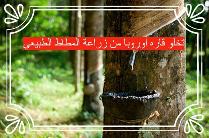تخلو قاره اوروبا من زراعة المطاط الطبيعي