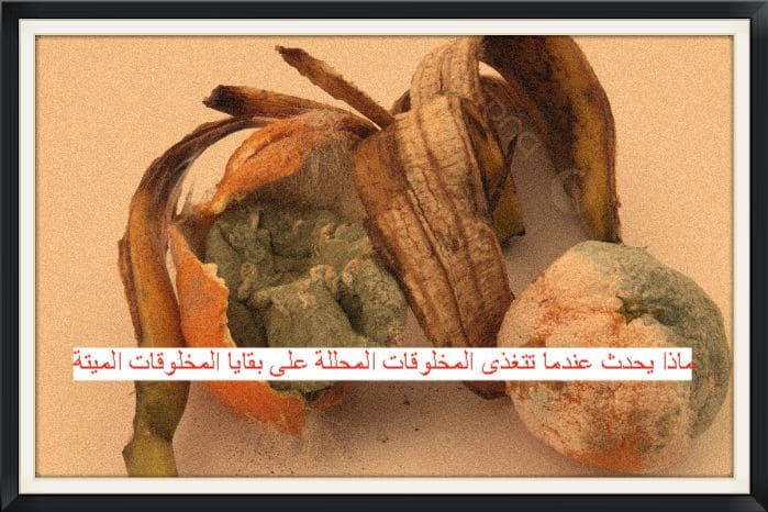 ماذا يحدث عندما تتغذى المخلوقات المُحللة على بقايا المخلوقات الميتة