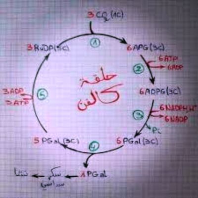 ينتج عن استخدام إنزيم روبيسكو rubisco في حلقة كالفن تحويل جزيئات co2 غير العضوية إلى جزيئات عضوية تستخدمها الخلية
