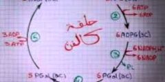 يعد إنزيم روبيسكو rubisco واحدًا من أهم الإنزيمات الحيوية في حلقة كالفن لأنه