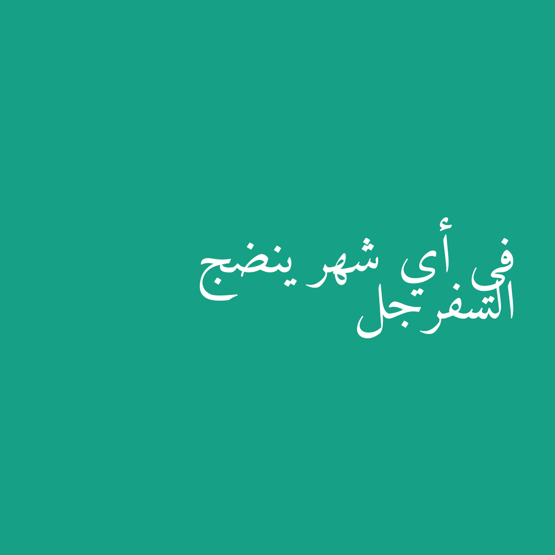 في أي شهر ينضج السفرجل