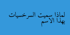 لماذا سميت السرخسيات بهذا الاسم