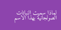 لماذا سميت النباتات الصولجانية بهذا الاسم