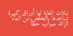 نباتات الغابة لها أوراق كبيرة تساعدها بالتخلص من الماء الزائد صواب خطأ
