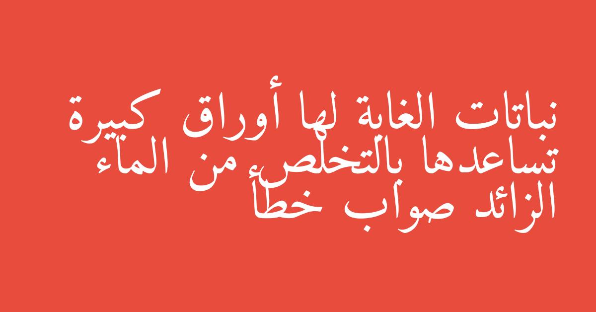 نباتات الغابة لها أوراق كبيرة تساعدها بالتخلص من الماء الزائد صواب خطأ