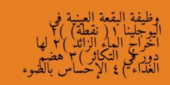 وظيفة البقعة العينية في اليوجلينا (1 نقطة) 1) اخراج الماء الزائد 2) لها دور في التكاثر 3) هضم الغذاء 4) الإحساس بالضوء