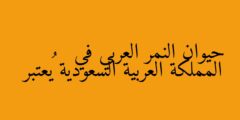 حيوان النمر العربي في المملكة العربية السعودية يُعتبر