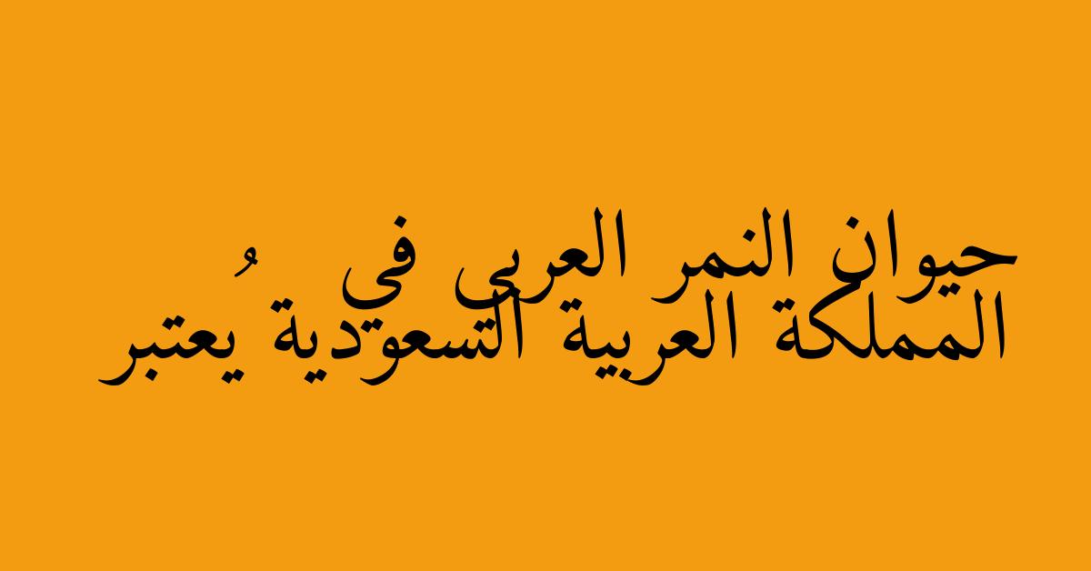 حيوان النمر العربي في المملكة العربية السعودية يُعتبر