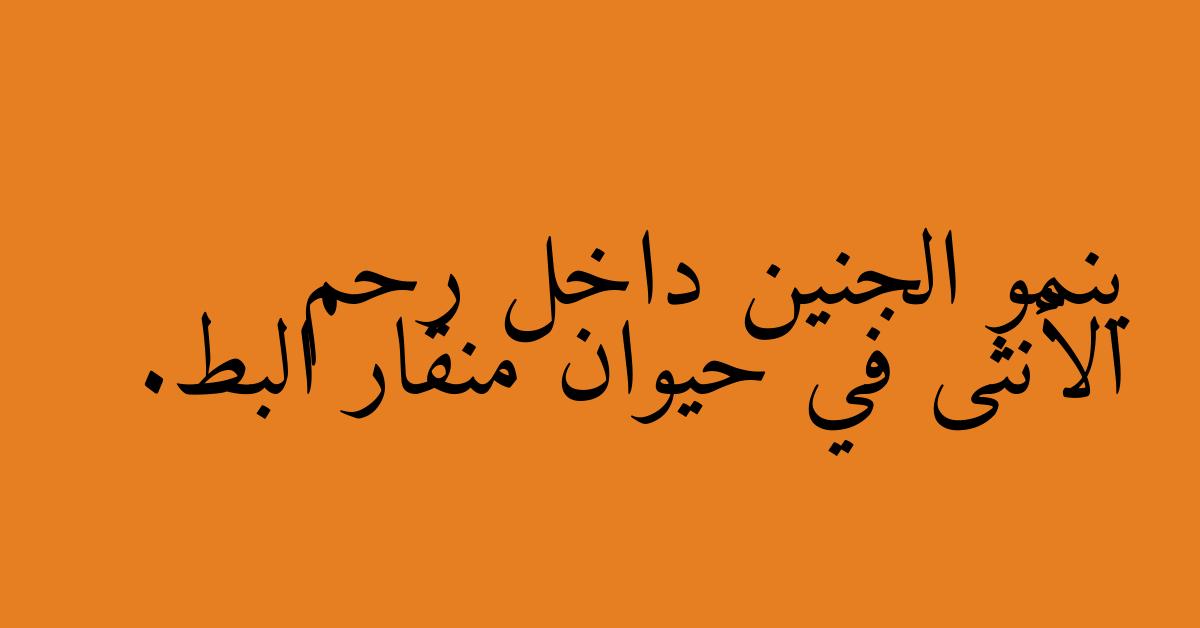 ينمو الجنين داخل رحم الأنثى في حيوان منقار البط.